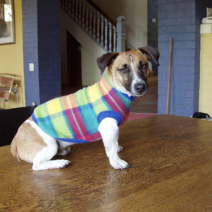 dog winter jersey